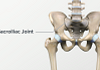 Anterior view of the SI JoInt labeling the sacroiliac joint