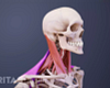 Profile, posterior view of muscles of the neck
